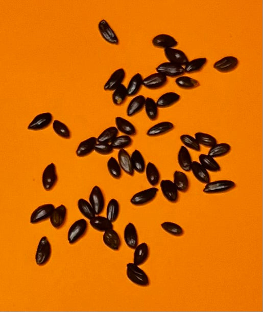 sea buckthorn seeds for planting Seabuckthorn Seeds – nvigorate